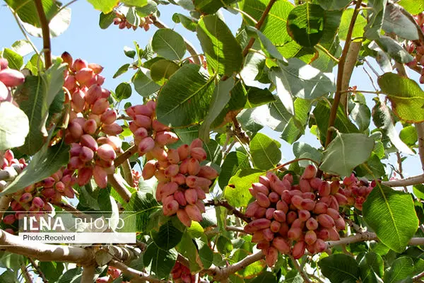 کیمیای کرمان زیر چرخ دنده‌های بروکراسی/نبض اقتصاد رفسنجان نامنظم است / زوال پسته رفسنجان در سکوت مسئولان